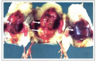 Колибактериоз птицы (колисептицемия)
