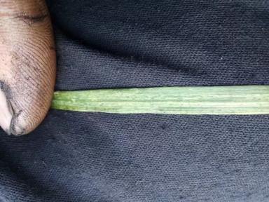 Повреждения листьев пшеницы. Вирусные заболевания