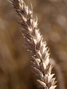 Яровая пшеница Пексесо