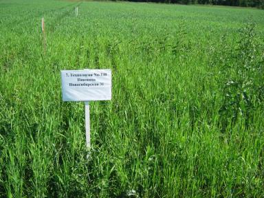 Эффективность гербицидной обработки при разных уровнях интенсификации.