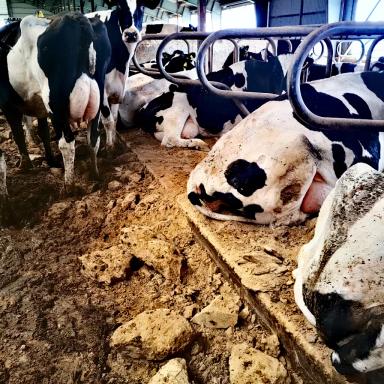 К чему может привести неправильная организация работы с песком для коров.