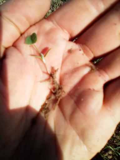 обработки семян клевера и тимофеевки.