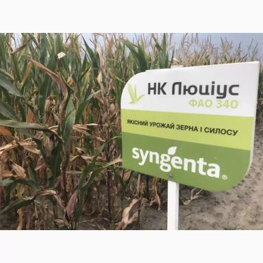 НК Люциус - гибрид кукурузы ( Zea mays L.).