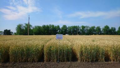 Маркиз  сорт мягкой озимой пшеницы