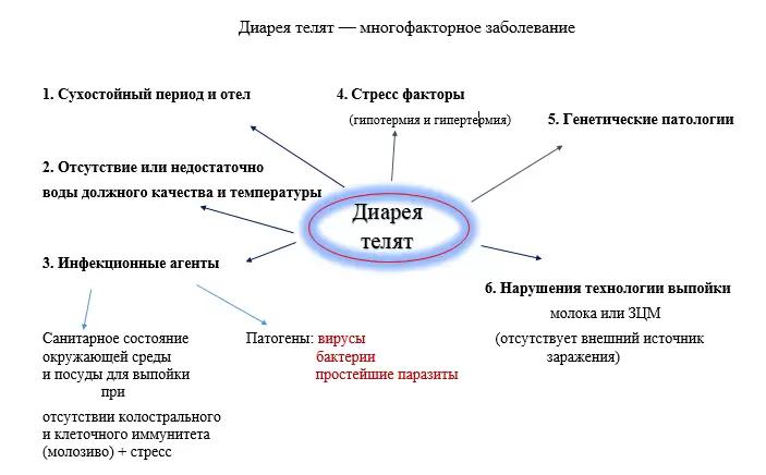 Диарея у телят.