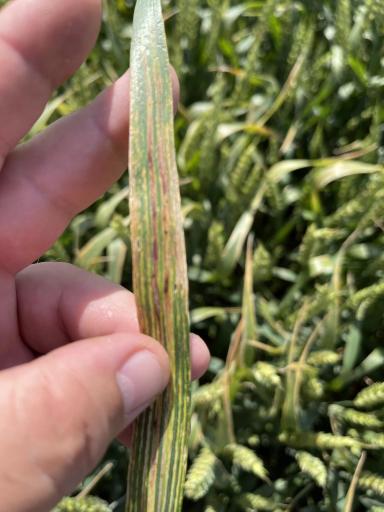 Агромониторинг