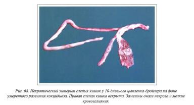 Вегад - Атлас болезней птицы. Ч. 9. Некротический энтерит