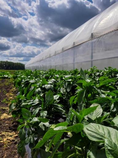 Как выращивали болгарский перец