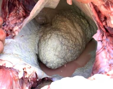 Травматический ретикулоперитонит и ретикулоперикардит у КРС