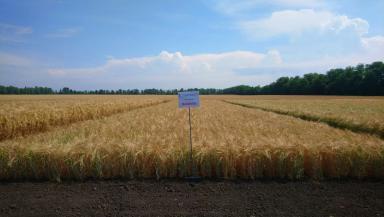 Мамлюк сорт ярового ячменя