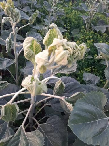 Это что такое с подсолнечником? 