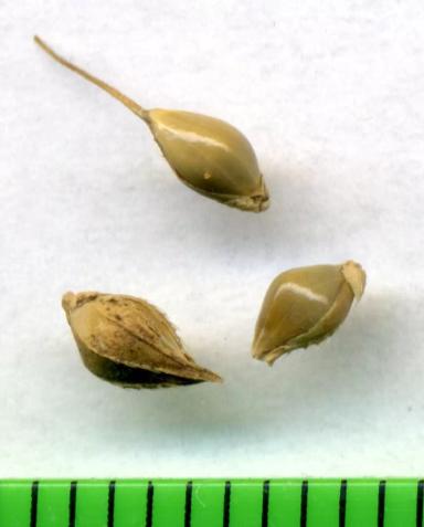 Ежовник рисовидный, просо рисовое