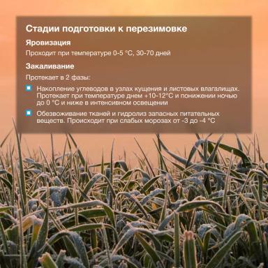 🌾 Озимые готовы к перезимовке!