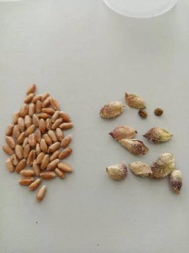 Подскажите что это? Растет на полях пшеницы.