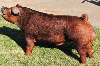 Дюрок – порода свиней