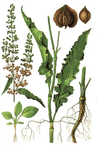 Щавель курчавый