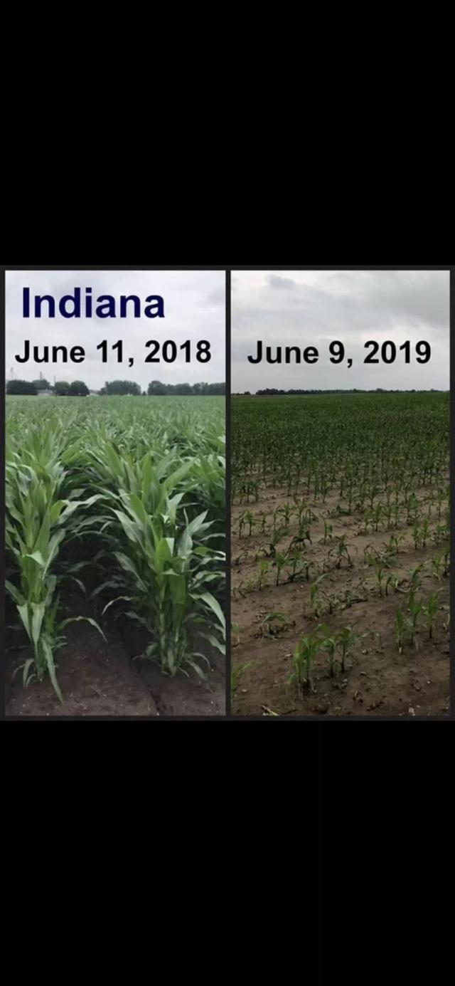 Кукуруза, США, сравнение посевов с прошлым годом