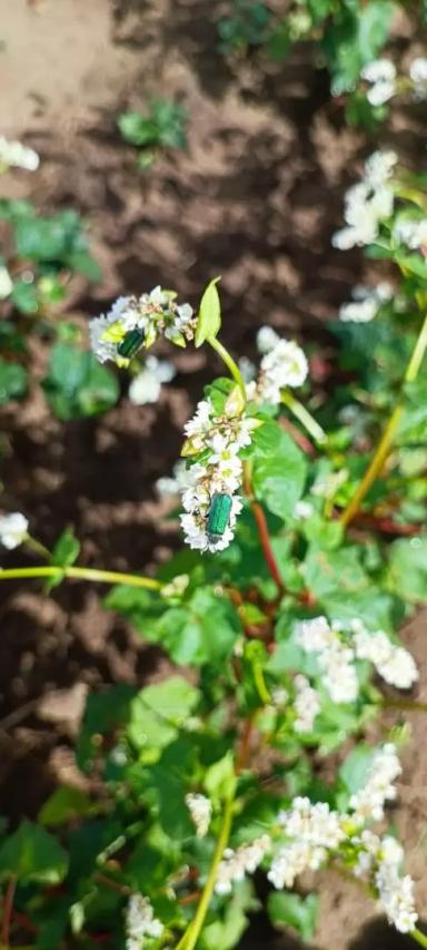 Вопросы из чатов: что за вредитель?