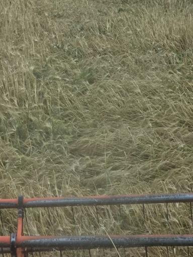 🌾 Полевой опыт: уборка завершена. Первые агрономические итоги