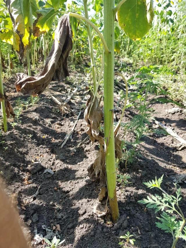 Новости с полей