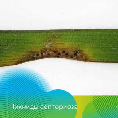 Комплексный анализ озимых зерновых культур