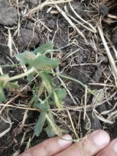 Вопросы из чатов: отойдет ли после заморозков?