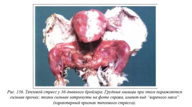 Вегад - Атлас болезней птицы. Ч. 28. Тепловой стресс