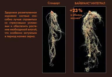 Инсекто-фунгицидный протравитель