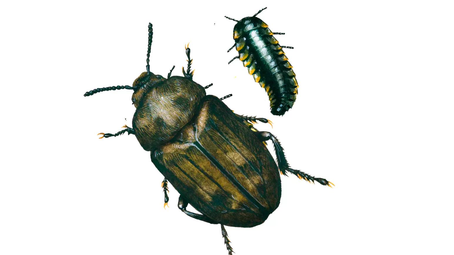 Матовый мертвоед