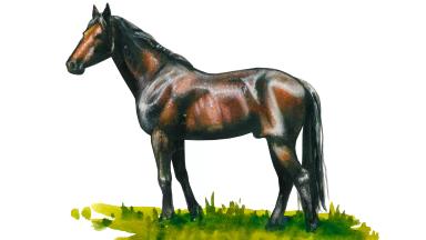 Американская стандартбредная