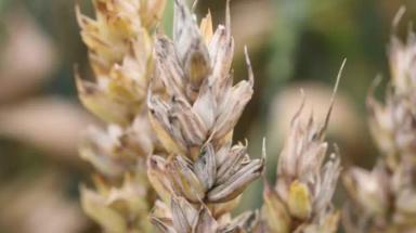 Сажистая плесень зерновых колосовых культур