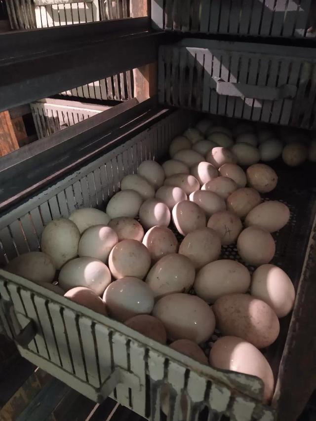 Перекладка инкубационного яйца утинного