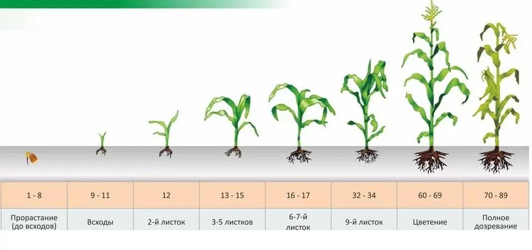 Аммиачная интоксикация кукурузы