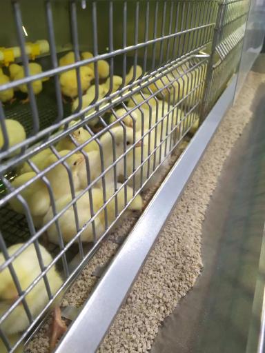 Суточный бройлер поставлен на подращевание.