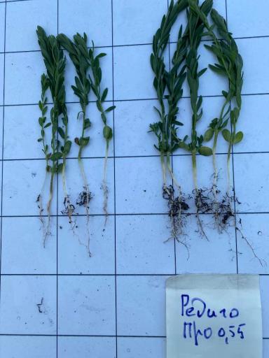 Фузариозная корневая гниль: как снизить риски потерь урожая