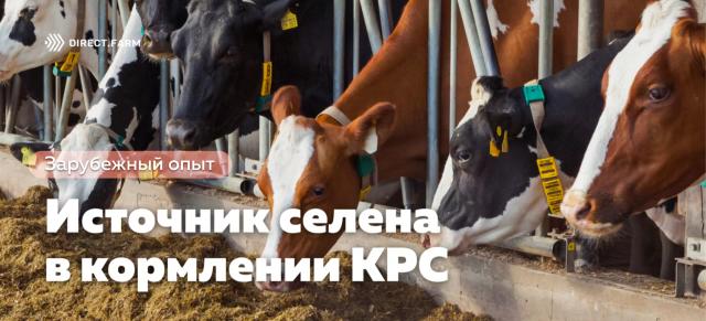 Выбор источника селена в кормлении скота