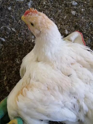 Птицеводство. Покраснение перьев