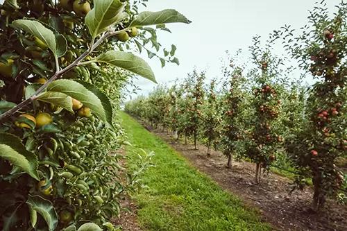 О чём должен помнить садовод в сезон?