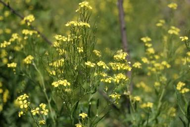 Гулявник волжский