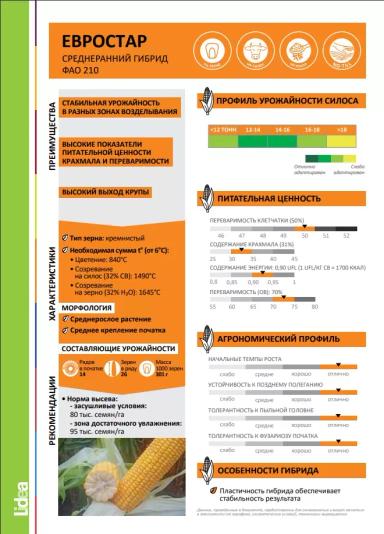 Евростар - гибрид кукурузы ( Zea mays L.).