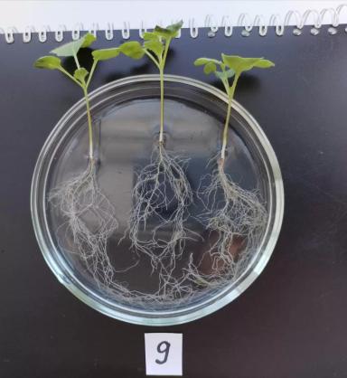 Эксперименты в лаборатории