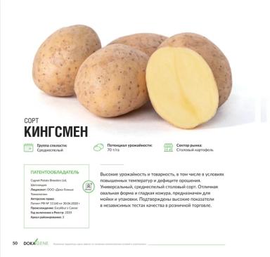 Картофель кингсмен описание сорта фото