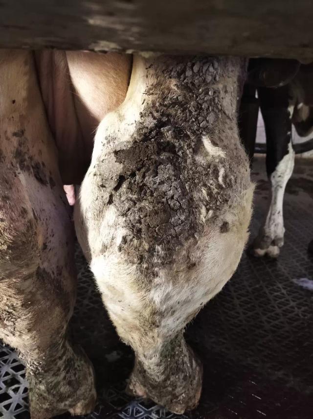 Бурситы. Асептический бурсит.