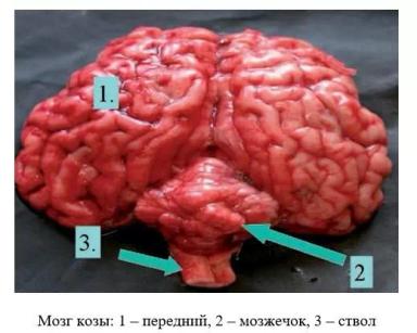Харвуд – "Ветеринарное руководство по здоровью и благополучию коз". Гл. 12, ч. 1