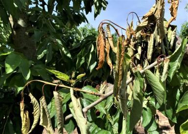 Бактериальный рак черешни