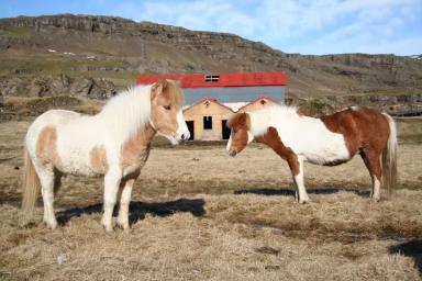 Исландская порода лошадей