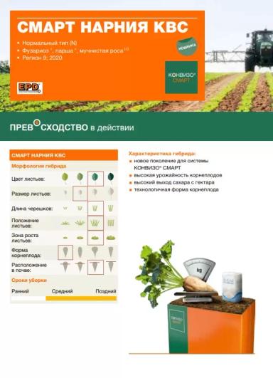 Смарт Леона КВС - гибрид свеклы сахарной (Beta vulgaris L. ssp. vulgaris var. saccharifera Alef.).