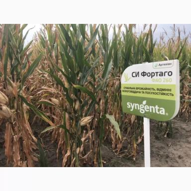 СИ Фортаго - гибрид кукурузы ( Zea mays L.).