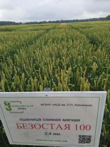 Безостая 100