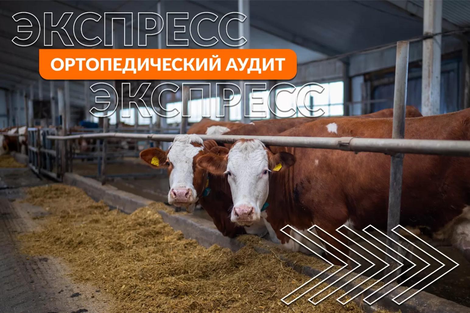 Экспресс-аудит